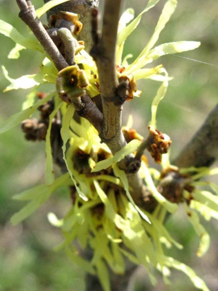 Hamamelis Intermedia Arnold Promise - View 19 from www redcrocus com