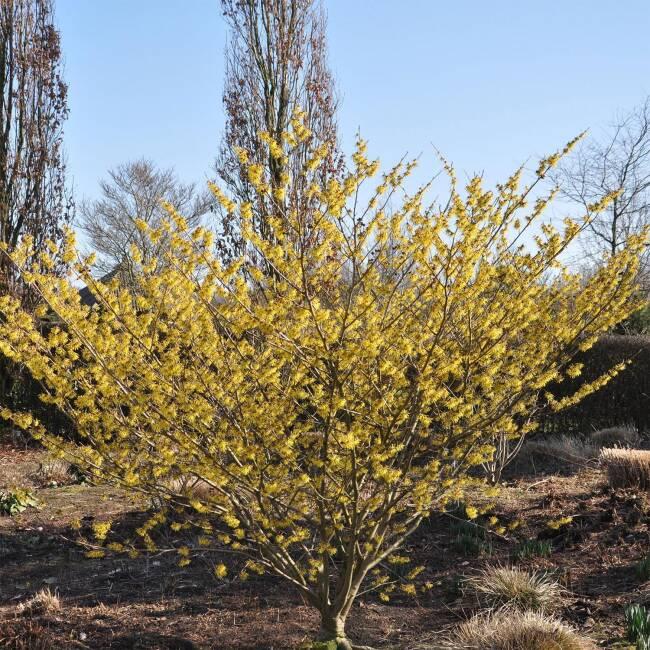 Hamamelis Intermedia Arnold Promise - View 1 from www redcrocus com
