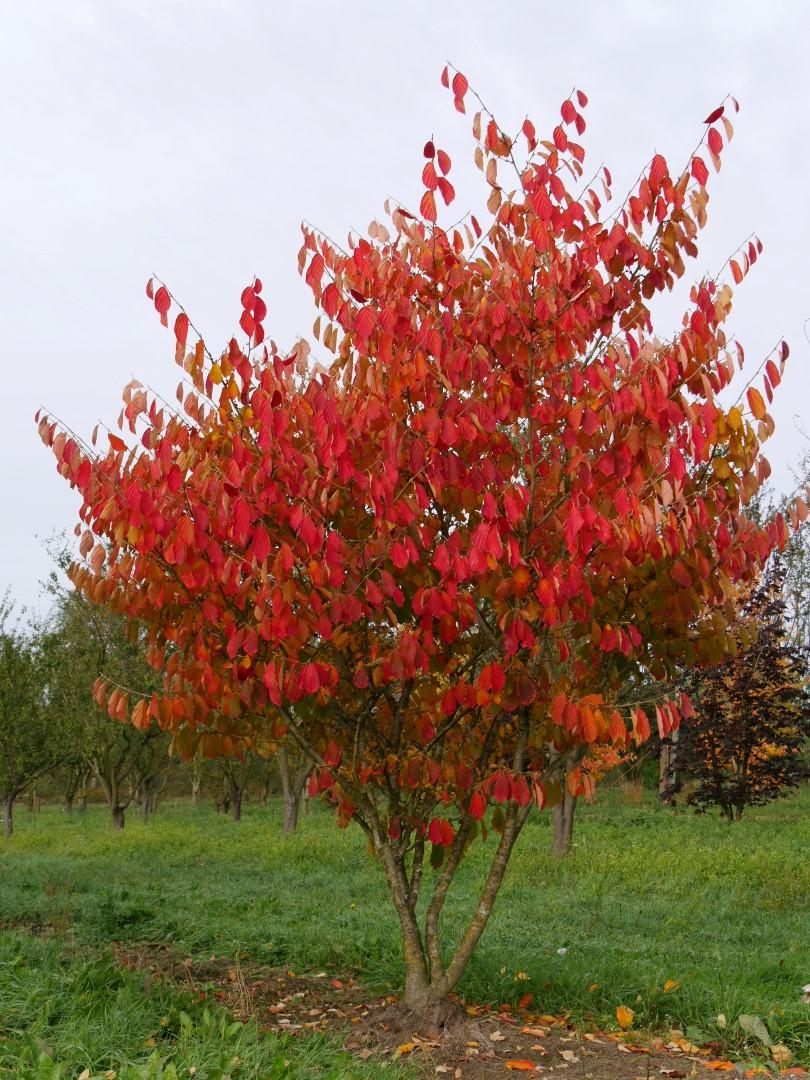 Hamamelis Intermedia Arnold Promise - View 2 from www redcrocus com
