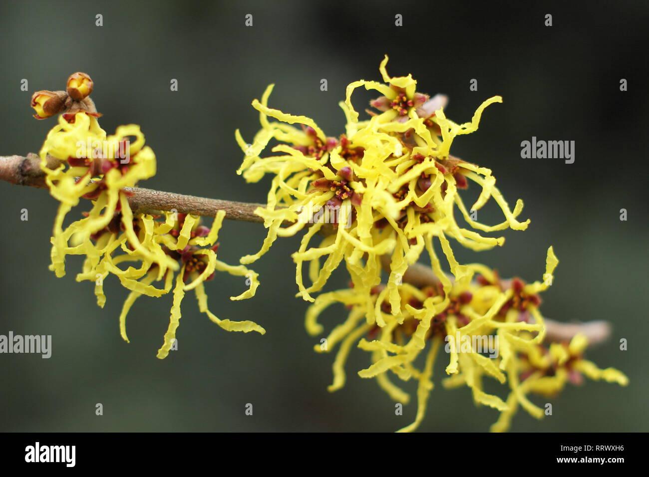 Hamamelis Intermedia Arnold Promise - View 4 from www redcrocus com