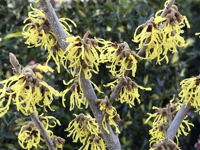 Hamamelis Intermedia Arnold Promise - View 6 from www redcrocus com