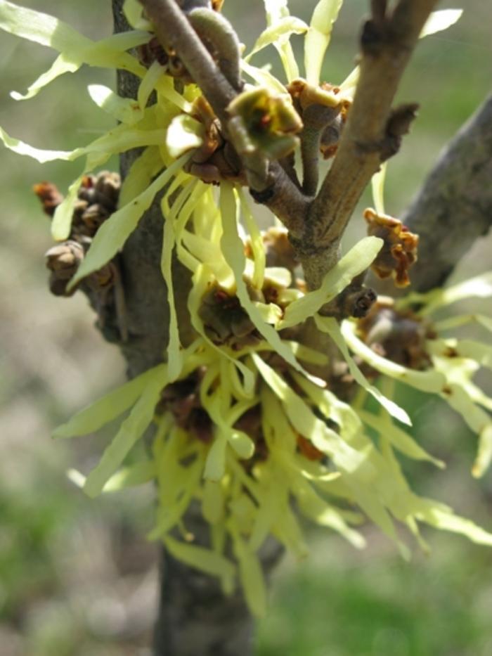 Hamamelis Intermedia Arnold Promise - View 7 from www redcrocus com