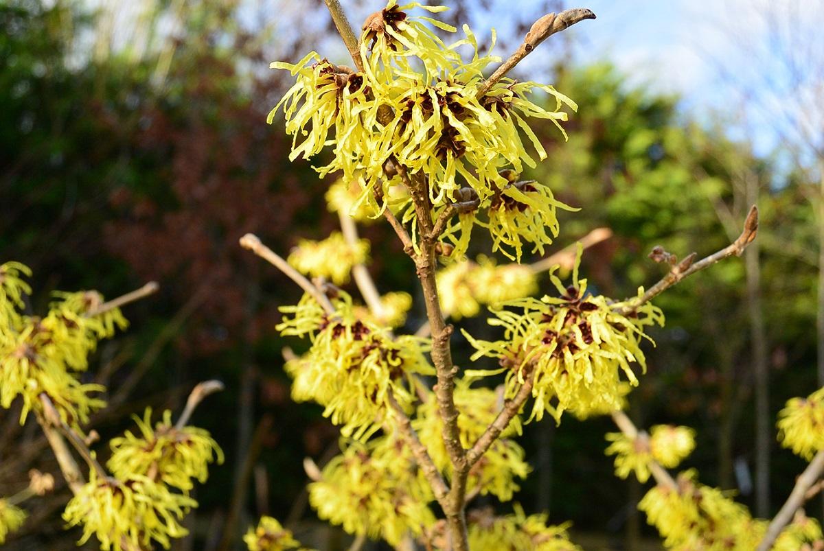 Hamamelis Intermedia Arnold Promise - View 8 from www redcrocus com