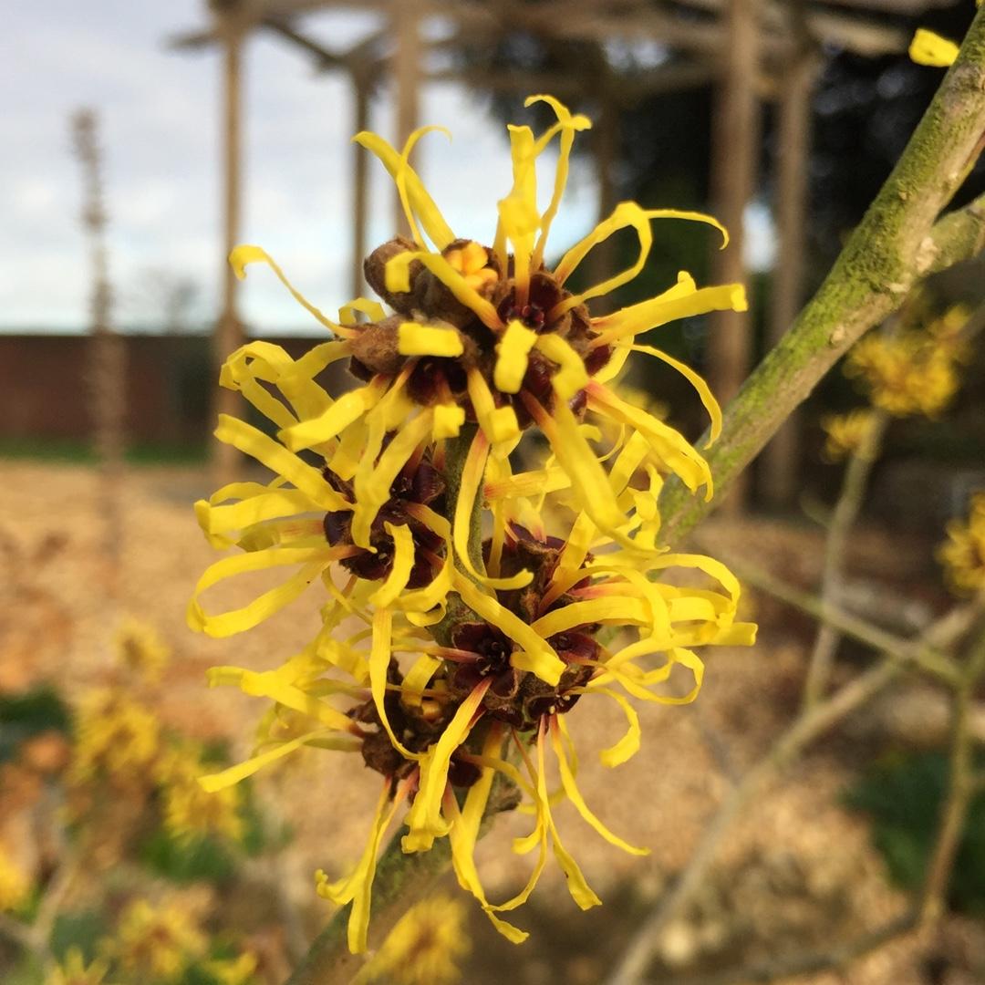 Hamamelis Intermedia Arnold Promise - View 9 from www redcrocus com