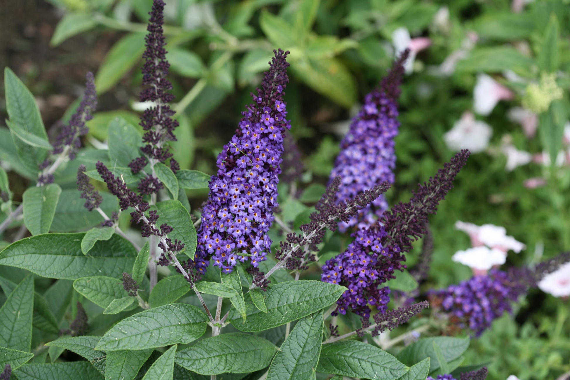 Buddleia Davidii 'pugster Blue' - View 21 from www redcrocus com