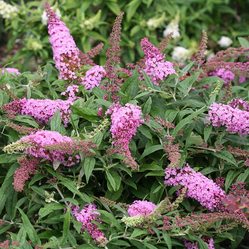 Buddleia Davidii 'pugster Pinker' - View 13 from www redcrocus com