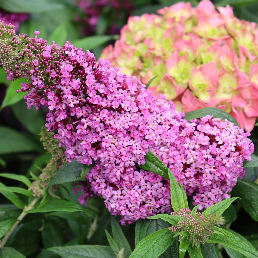 Buddleia Davidii 'pugster Pinker' - View 14 from www redcrocus com