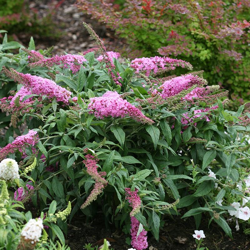 Buddleia Davidii 'pugster Pinker' - View 17 from www redcrocus com