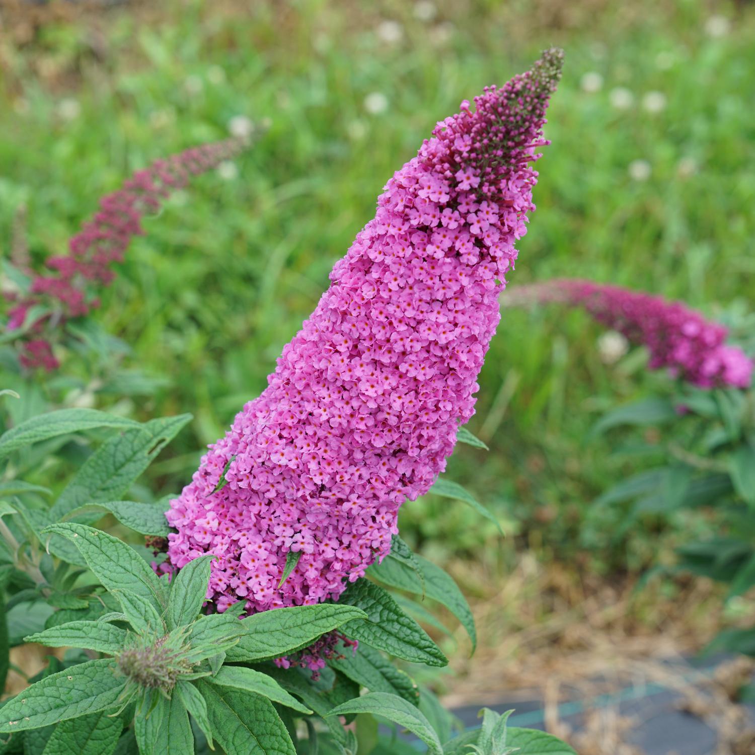 Buddleia Davidii 'pugster Pinker' - View 23 from www redcrocus com