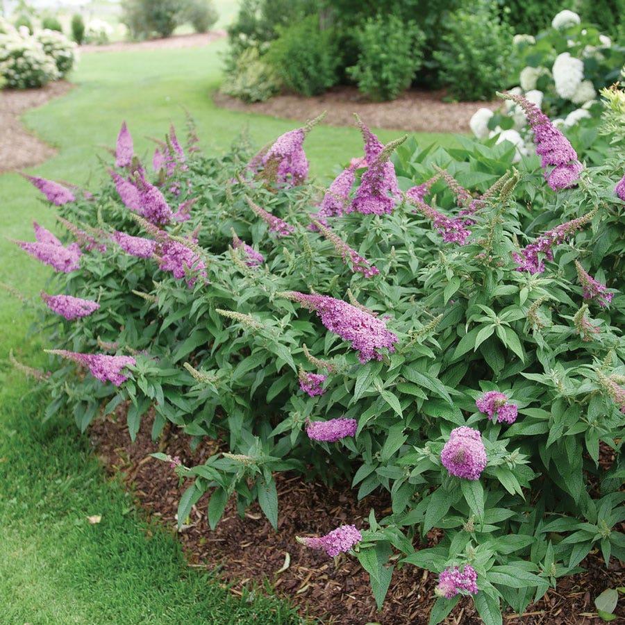 Buddleia Davidii 'pugster Pinker' - View 24 from www redcrocus com