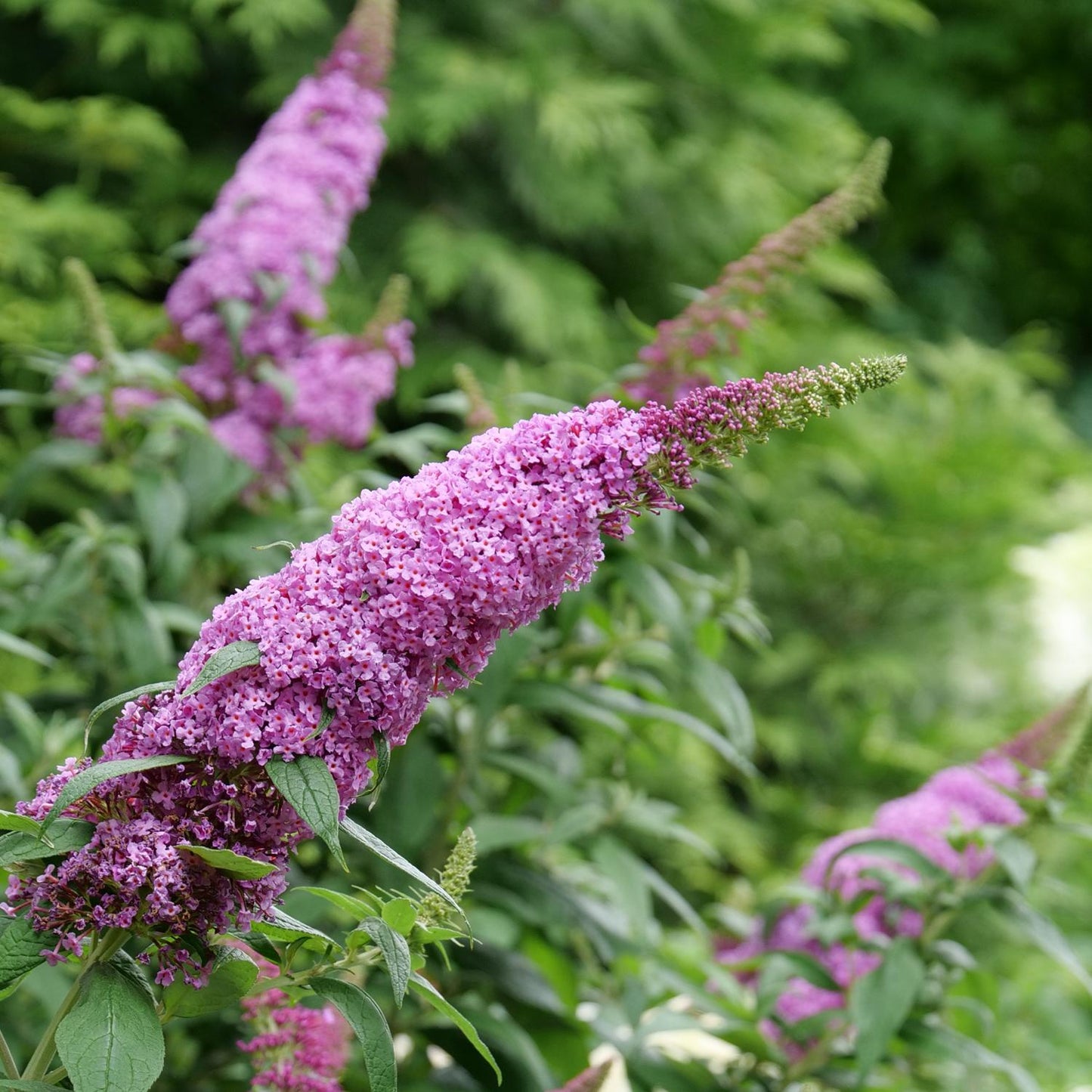 Buddleia Davidii 'pugster Pinker' - View 26 from www redcrocus com