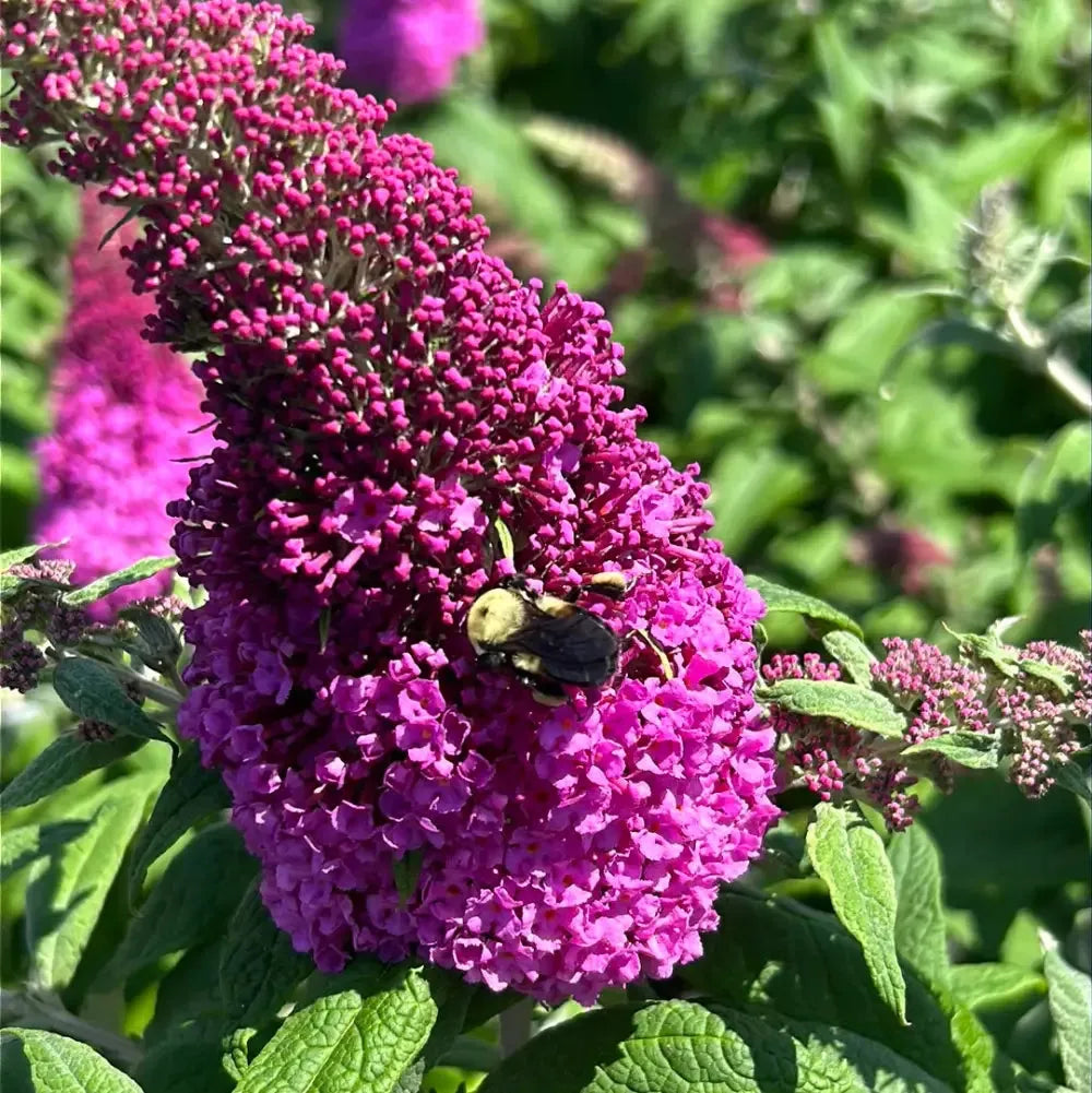 Buddleia Davidii 'pugster Pinker' - View 27 from www redcrocus com