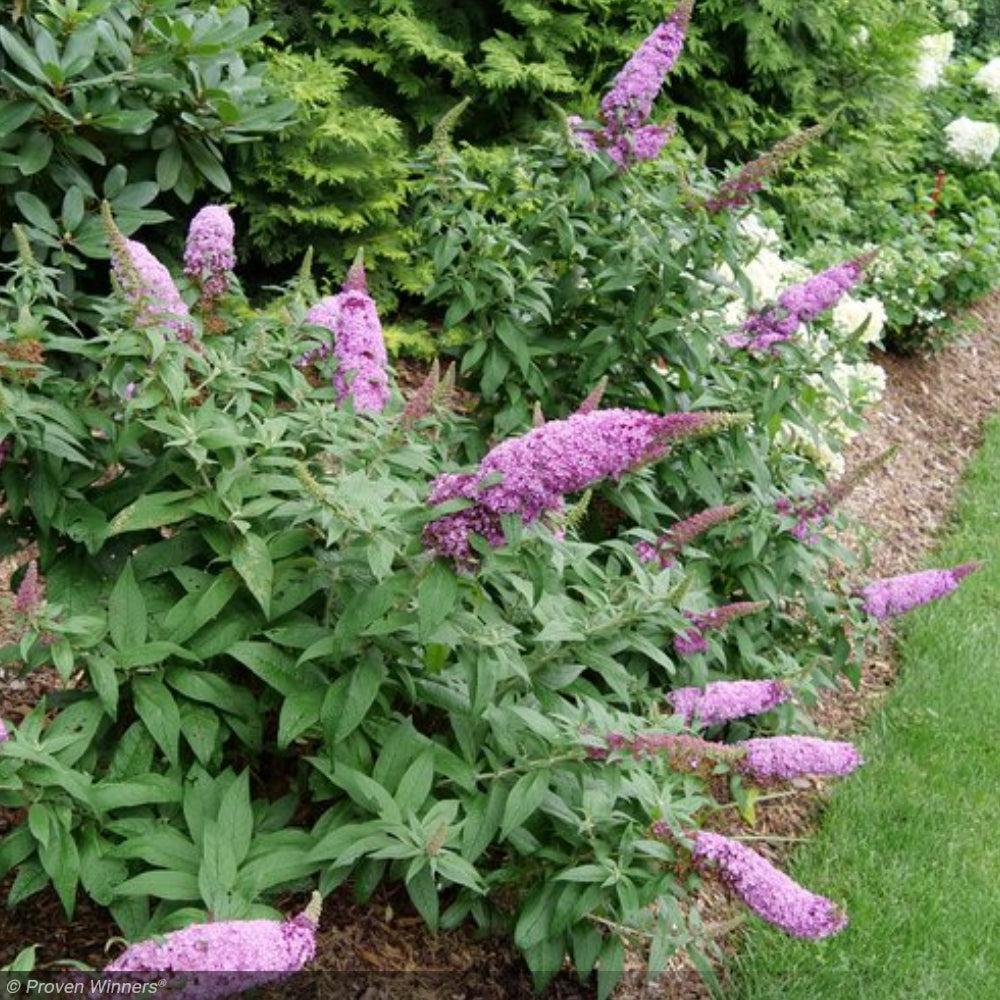 Buddleia Davidii 'pugster Pinker' - View 33 from www redcrocus com