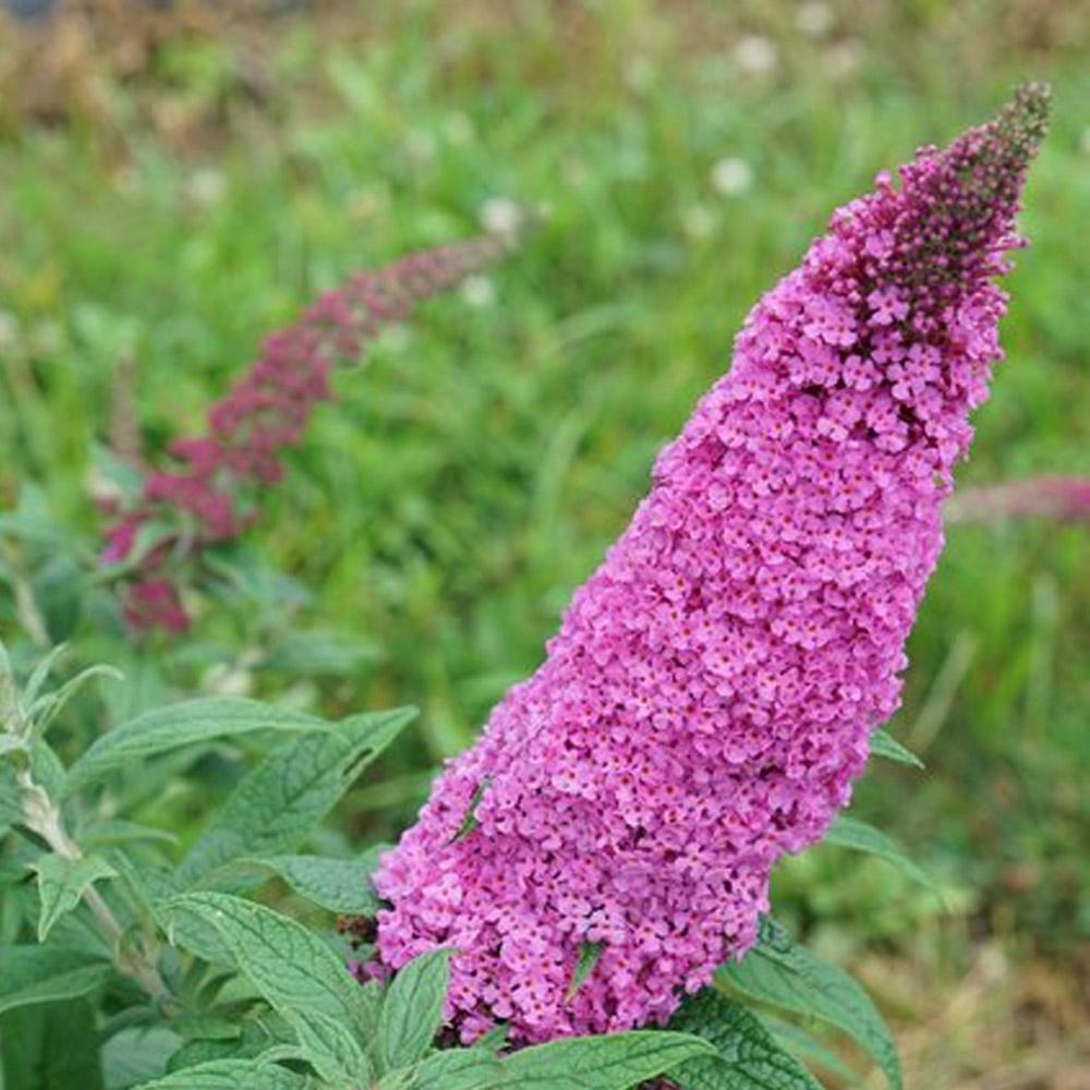 Buddleia Davidii 'pugster Pinker' - View 38 from www redcrocus com
