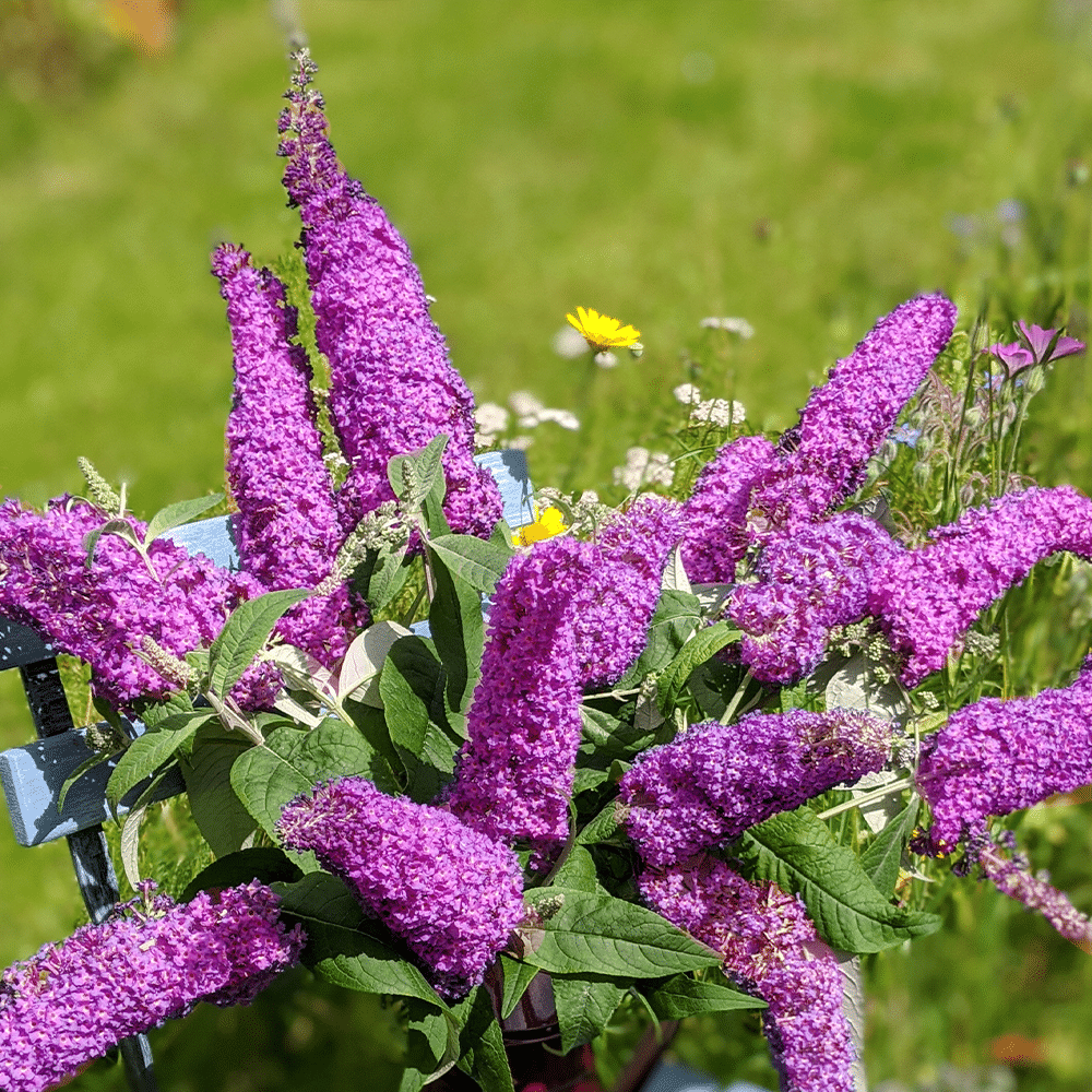 Buddleia Davidii 'pugster Pinker' - View 8 from www redcrocus com