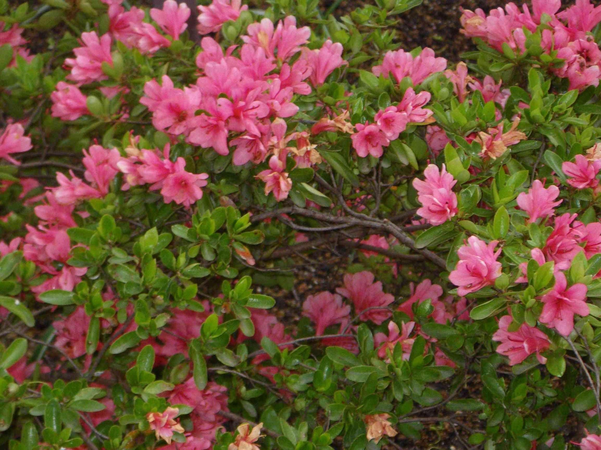 Azalea Blaauw S Pink - View 15 from www redcrocus com