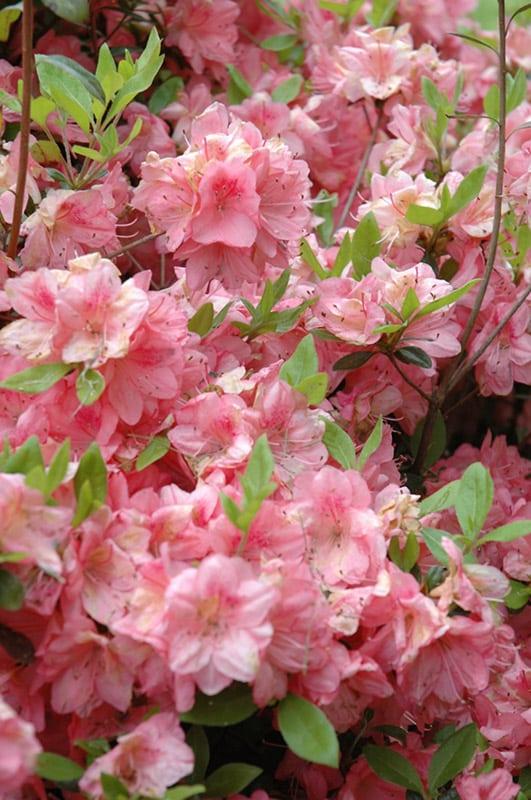 Azalea Blaauw S Pink - View 18 from www redcrocus com