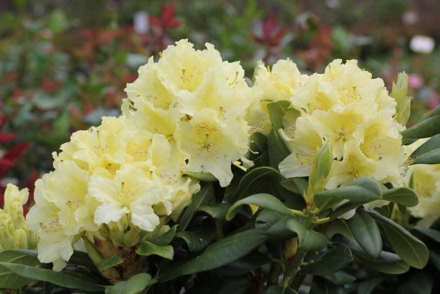 Rhododendron Capistrano - View 11 from www redcrocus com