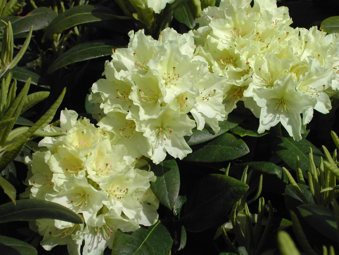 Rhododendron Capistrano - View 15 from www redcrocus com