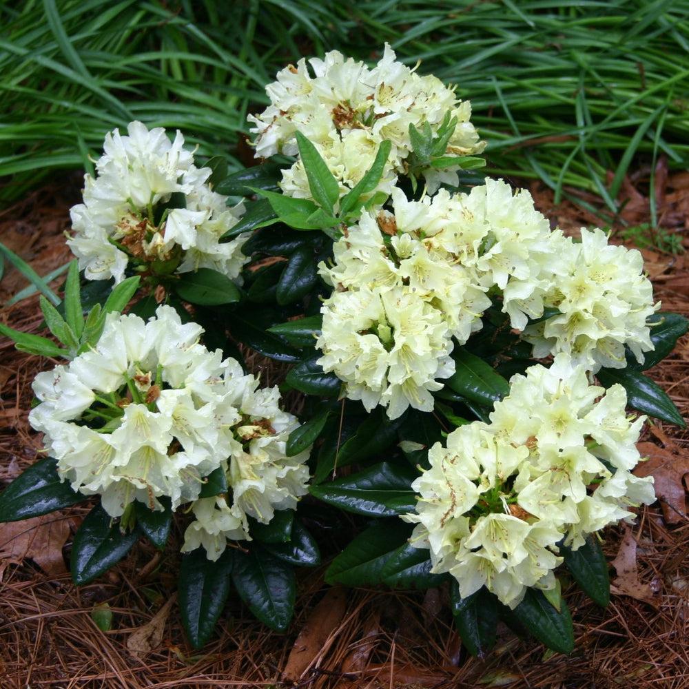 Rhododendron Capistrano - View 5 from www redcrocus com
