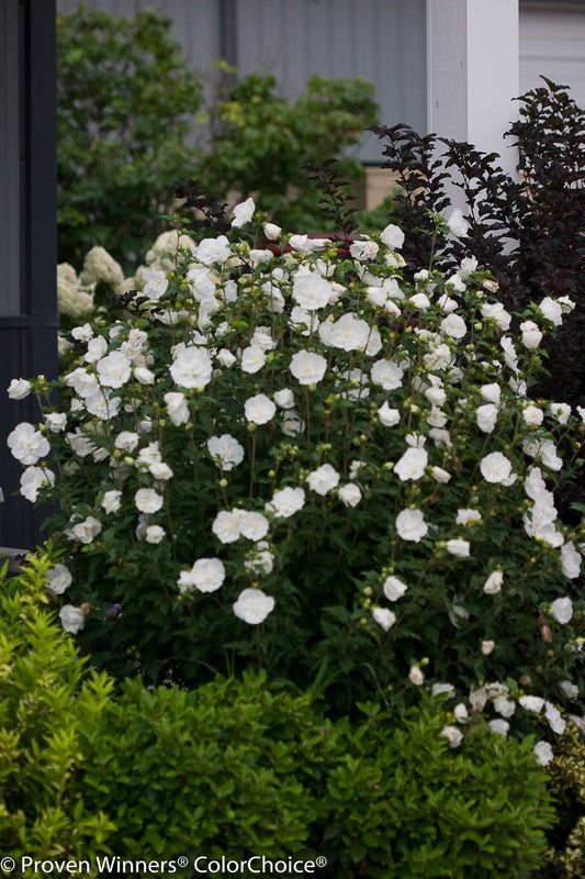 Hibiscus Syriacus White Chiffon - View 1 from www redcrocus com
