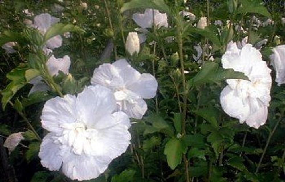 Hibiscus Syriacus White Chiffon - View 20 from www redcrocus com