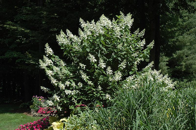 Hydrangea Paniculata 'tardiva' - View 12 from www redcrocus com