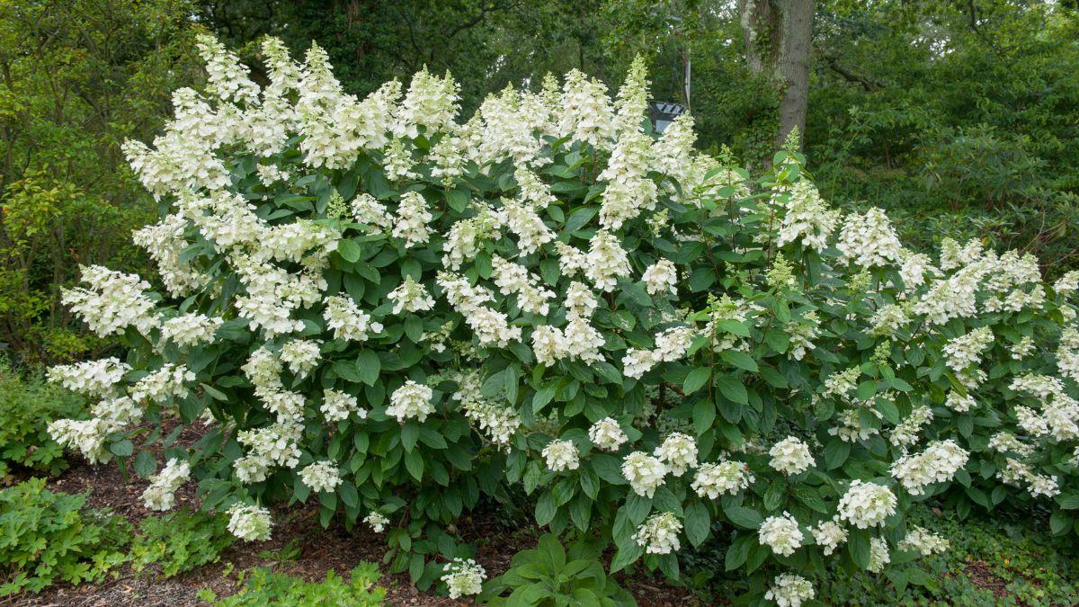Hydrangea Paniculata 'tardiva' - View 14 from www redcrocus com