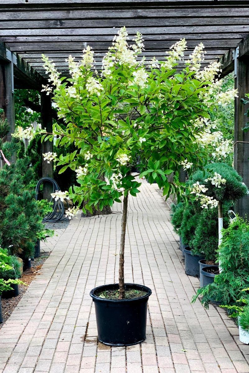 Hydrangea Paniculata 'tardiva' - View 17 from www redcrocus com