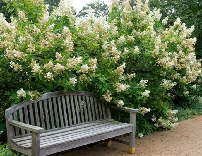 Hydrangea Paniculata 'tardiva' - View 18 from www redcrocus com