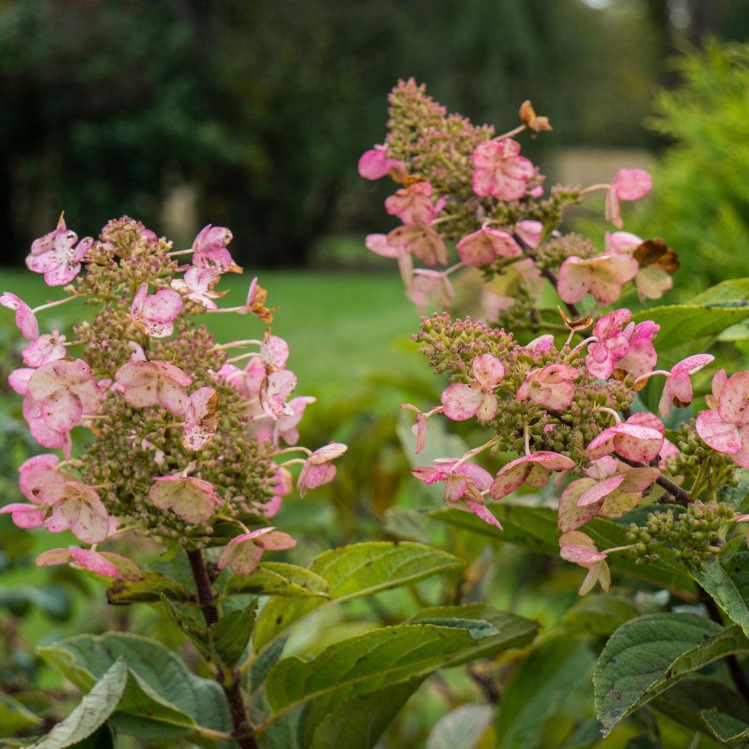 Hydrangea Paniculata 'tardiva' - View 21 from www redcrocus com