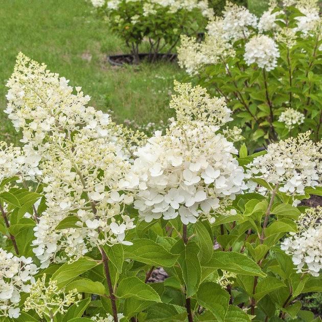 Hydrangea Paniculata 'tardiva' - View 22 from www redcrocus com