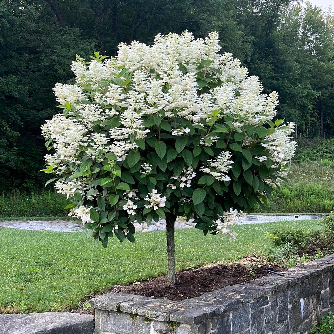 Hydrangea Paniculata 'tardiva' - View 23 from www redcrocus com