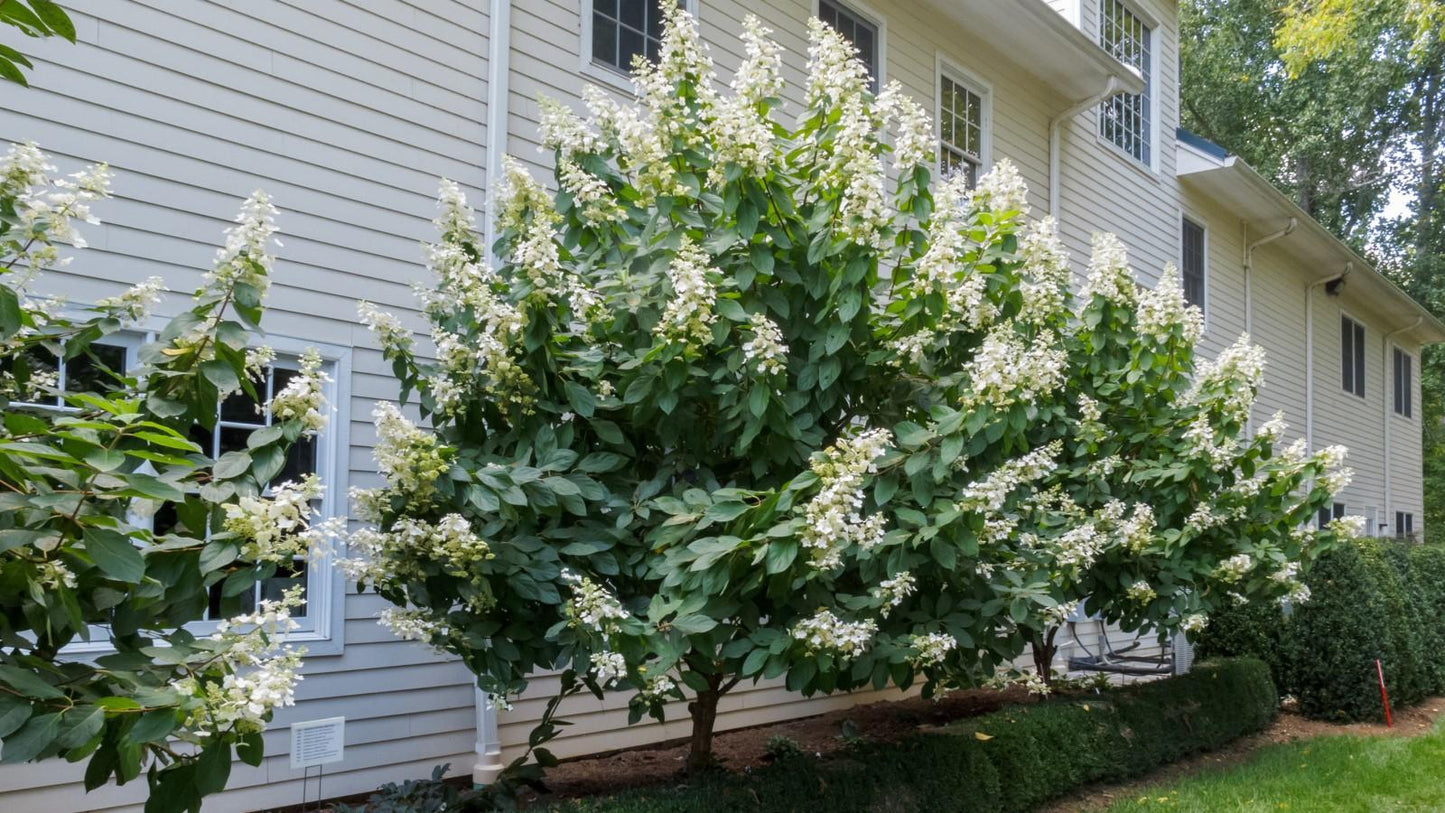 Hydrangea Paniculata 'tardiva' - View 25 from www redcrocus com