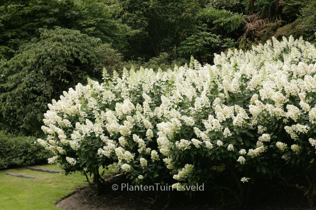 Hydrangea Paniculata 'tardiva' - View 26 from www redcrocus com