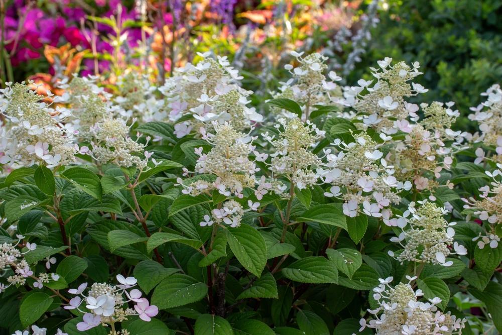 Hydrangea Paniculata 'tardiva' - View 34 from www redcrocus com
