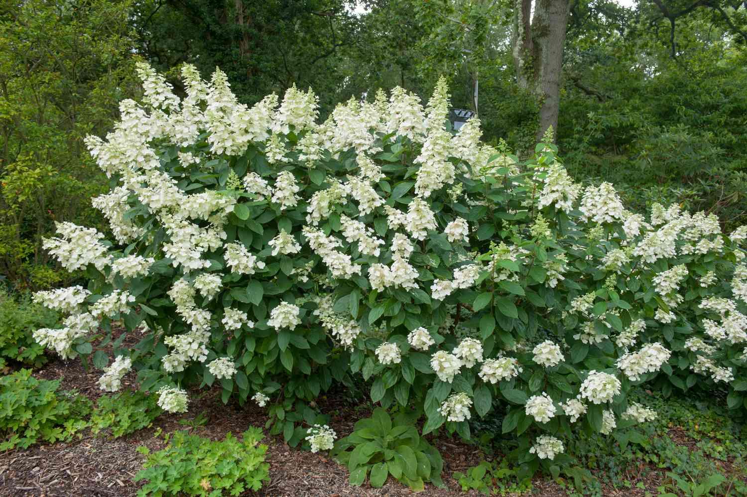 Hydrangea Paniculata 'tardiva' - View 36 from www redcrocus com