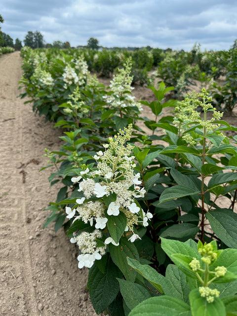 Hydrangea Paniculata 'tardiva' - View 40 from www redcrocus com