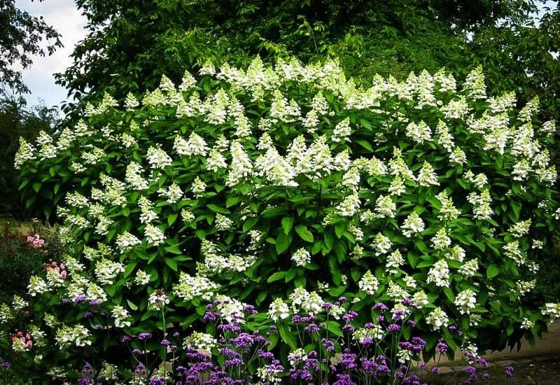 Hydrangea Paniculata 'tardiva' - View 4 from www redcrocus com