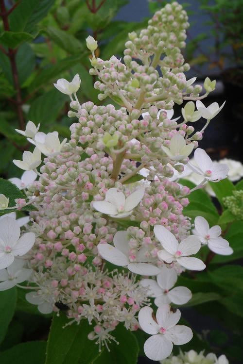 Hydrangea Paniculata 'tardiva' - View 5 from www redcrocus com