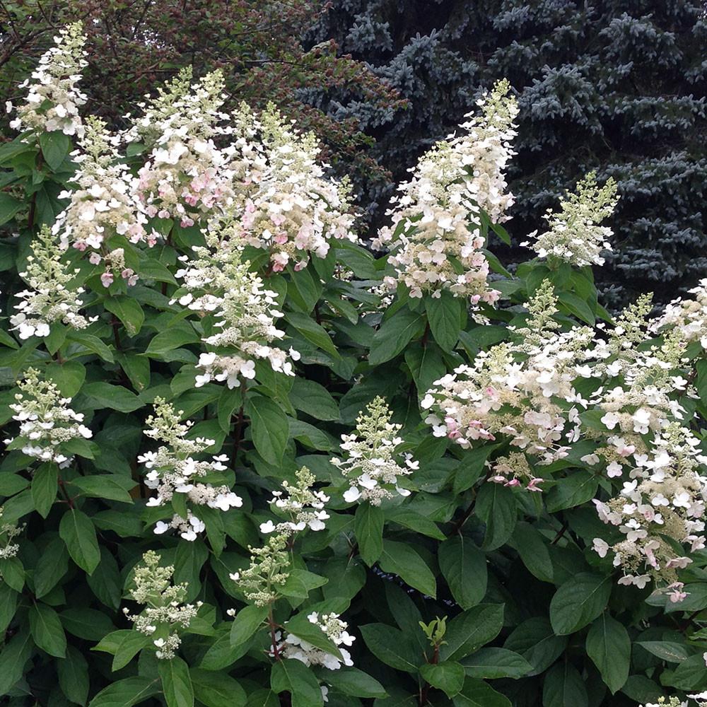 Hydrangea Paniculata 'tardiva' - View 6 from www redcrocus com