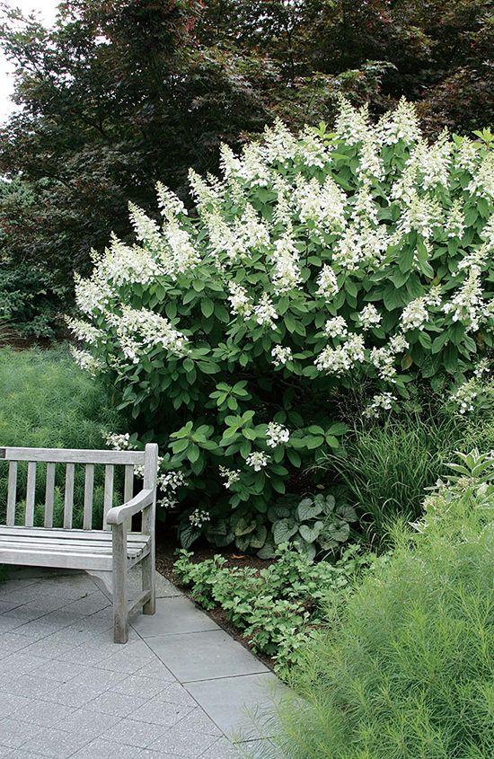 Hydrangea Paniculata 'tardiva' - View 8 from www redcrocus com
