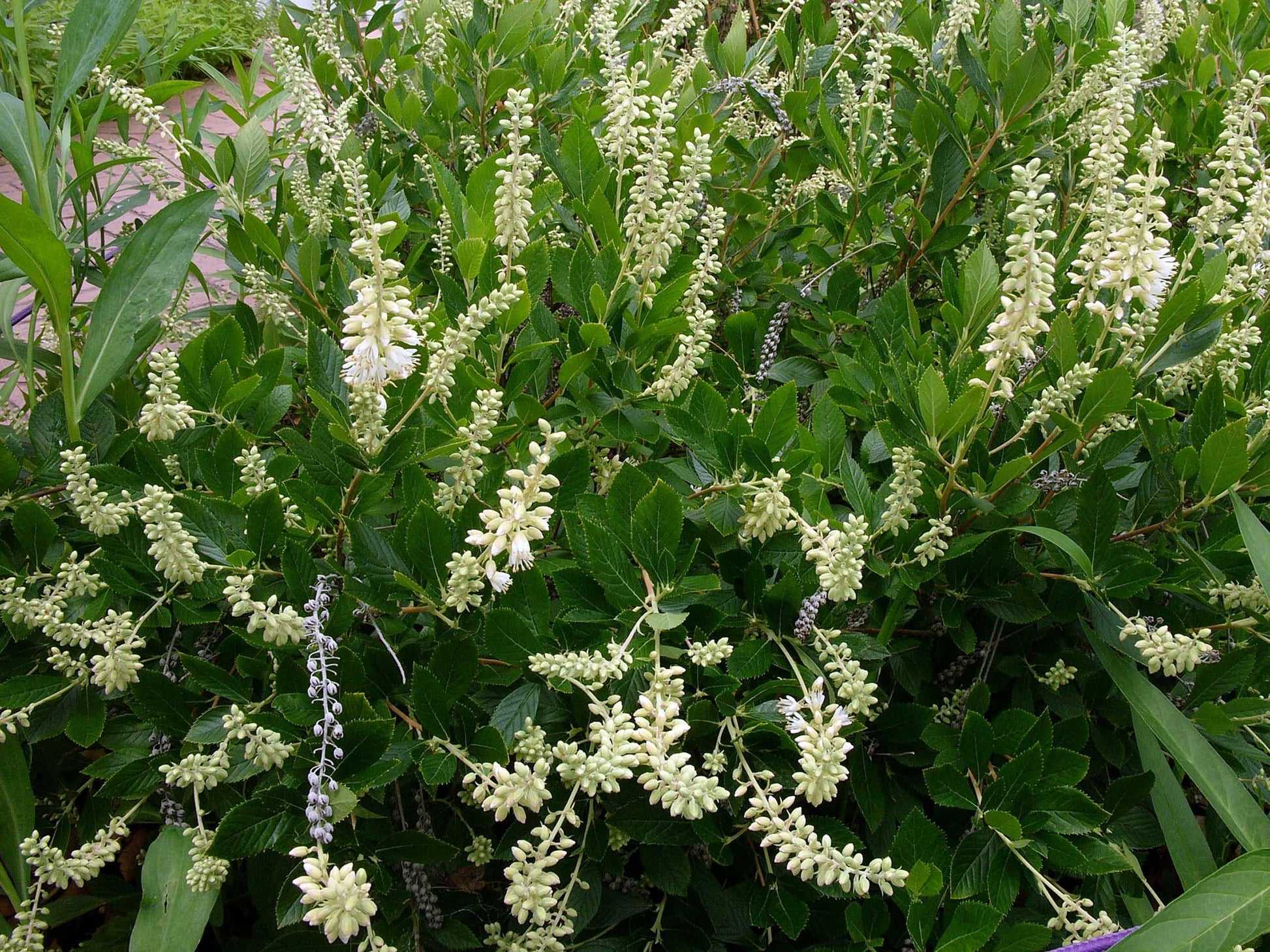Clethra Alnifolia - View 8 from www redcrocus com