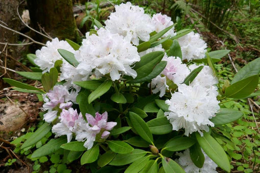 Rhododendron Boule De Neige - View 1 from www redcrocus com