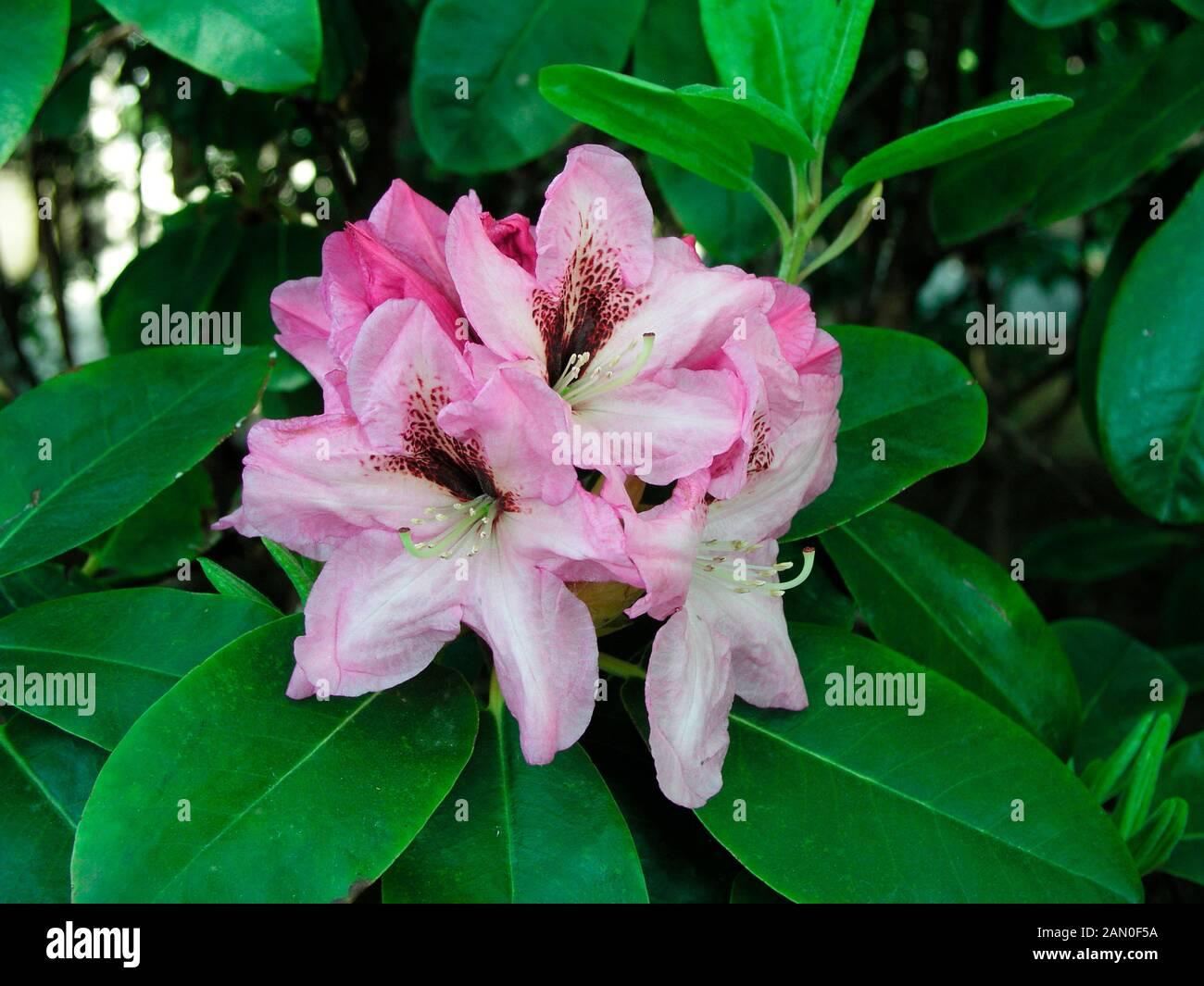 Rhododendron Boule De Neige - View 11 from www redcrocus com
