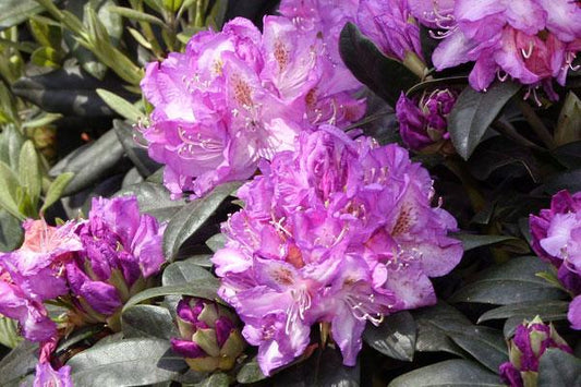 Rhododendron Minnetonka - View 1 from www redcrocus com