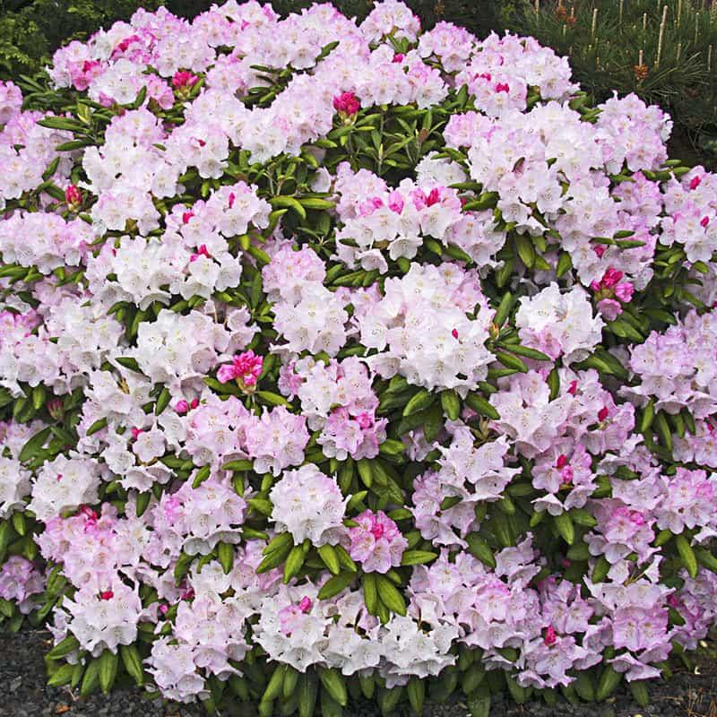Rhododendron Percy Wiseman - View 19 from www redcrocus com