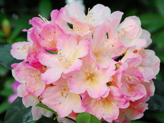 Rhododendron Percy Wiseman - View 1 from www redcrocus com