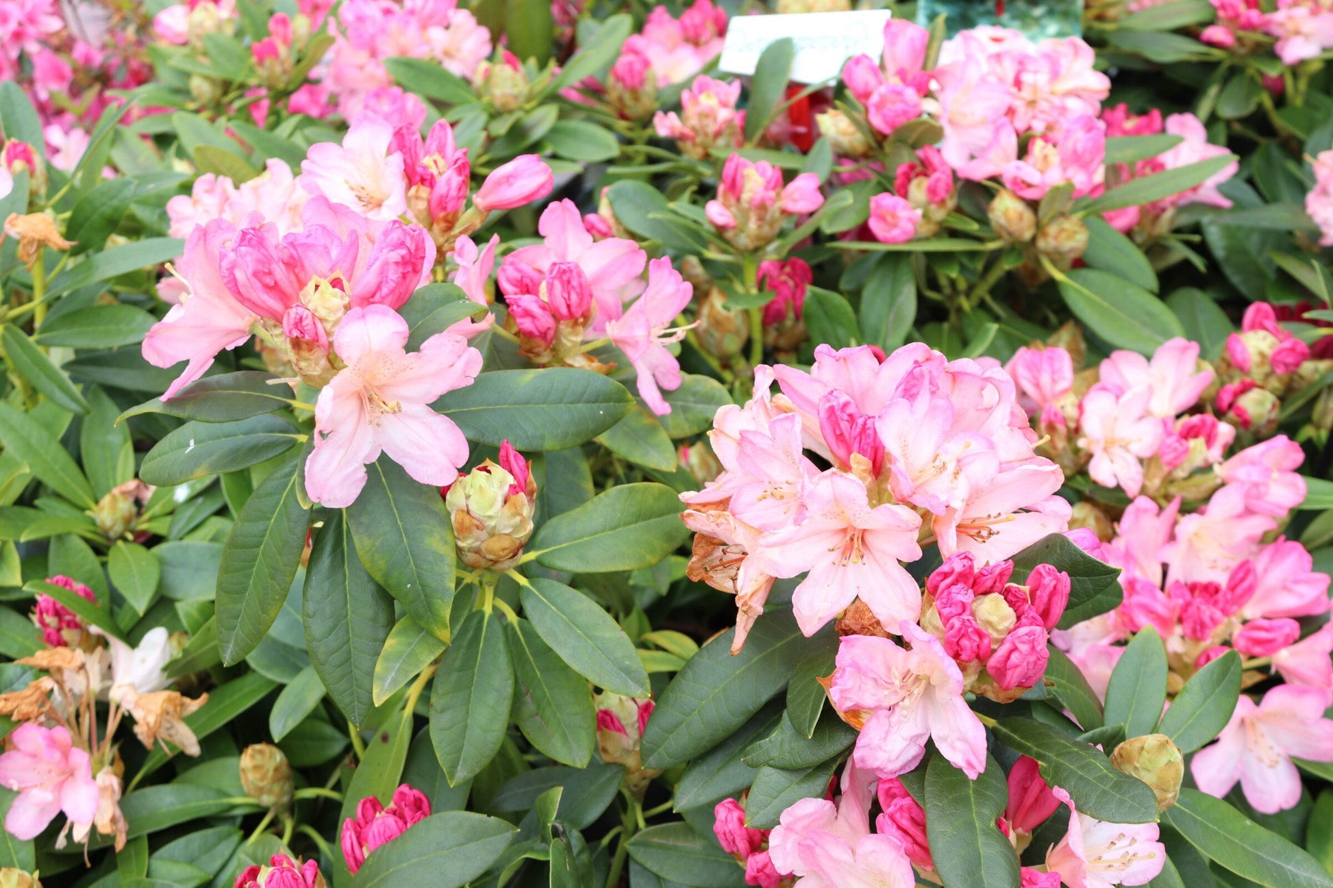 Rhododendron Percy Wiseman - View 7 from www redcrocus com
