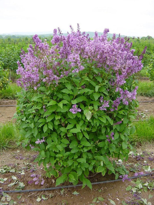 Syringa Prestoniae Donald Wyman - View 1 from www redcrocus com